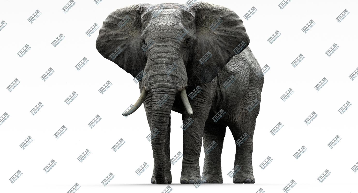 images/goods_img/20210113/African Elephant (Animation) (Rigged)/3.jpg